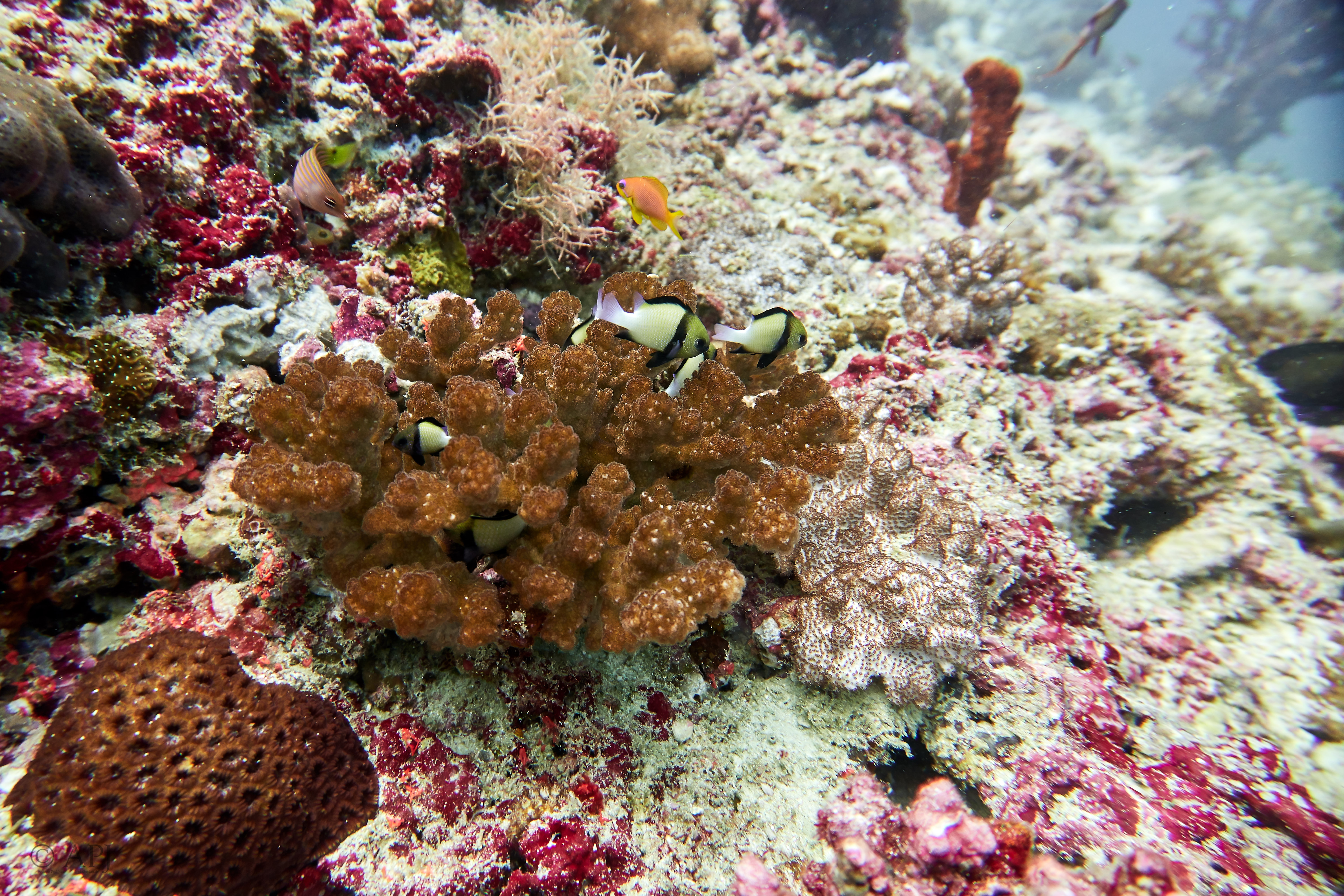 001964 16 08 17  Canon PowerShot G7 X Mark II   Malediven2017